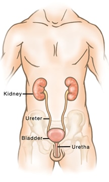 appareil urinaire - homme