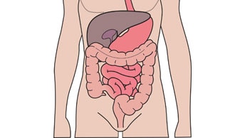 Diagram of the human digestive system