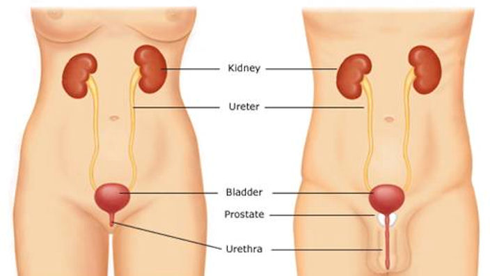 Bladder and urinary system