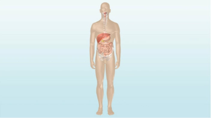 Le fonctionnement des intestins : comprendre le rôle des intestins