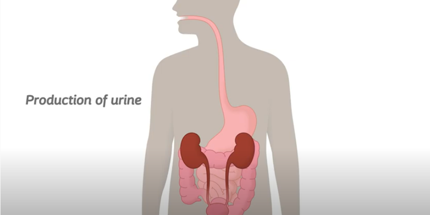 Urine Production